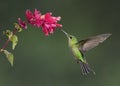 Female Green-crowned Brilliant hummingbird, Costa Rica Royalty Free Stock Photo