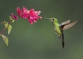 Female Green-crowned Brilliant hummingbird, Costa Rica Royalty Free Stock Photo