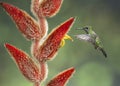 Female Green-crowned Brilliant hummingbird, Costa Rica Royalty Free Stock Photo