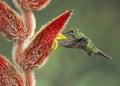 Female Green-crowned Brilliant hummingbird, Costa Rica Royalty Free Stock Photo