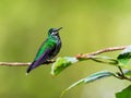 Female green-crowned Brilliant hummingbird seen perched on tree branch with soft focus green background Royalty Free Stock Photo