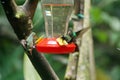 Female Green-crowned Brilliant hummingbirds in flight