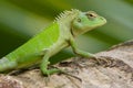 Female green garden lizard