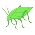 Female green grasshopper icon isometric vector. Insect bug Royalty Free Stock Photo