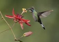 Female Green Hermit Hummingbird, Costa Rica
