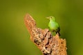 Female of Green Honeycreeper, Chlorophanes spiza, exotic tropic malachite green and blue bird form Costa Rica. Tanager from tropic