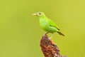 Female of Green Honeycreeper, Chlorophanes spiza, exotic tropic malachite green and blue bird form Costa Rica. Tanager from tropic Royalty Free Stock Photo