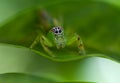 Female green jumping spider Royalty Free Stock Photo