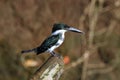 Female green kingfisher Chloroceryle americana perched on a tree Royalty Free Stock Photo