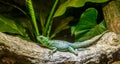 Female green plumed basilisk on a tree branch in closeup, helmeted lizard, tropical reptile pet from America Royalty Free Stock Photo