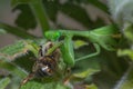 Female Green Praying Mantis eating a honey bee caught on a green leaf Royalty Free Stock Photo