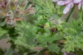 Female Green Praying Mantis eating a honey bee caught on a green leaf Royalty Free Stock Photo