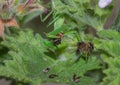 Female Green Praying Mantis eating a honey bee caught on a green leaf Royalty Free Stock Photo