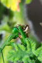 Female Green Praying Mantis eating a honey bee caught on a green leaf Royalty Free Stock Photo