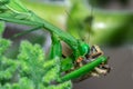 Female Green Praying Mantis eating a honey bee caught on a green leaf Royalty Free Stock Photo