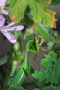 Female Green Praying Mantis eating a honey bee caught on a green leaf Royalty Free Stock Photo