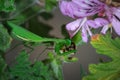 Female Green Praying Mantis eating a honey bee caught on a green leaf Royalty Free Stock Photo