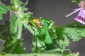 Female Green Praying Mantis eating a honey bee caught on a green leaf Royalty Free Stock Photo