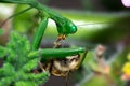 Female Green Praying Mantis eating a honey bee caught on a green leaf Royalty Free Stock Photo