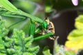 Female Green Praying Mantis eating a honey bee caught on a green leaf Royalty Free Stock Photo