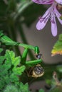 Female Green Praying Mantis eating a honey bee caught on a green leaf Royalty Free Stock Photo