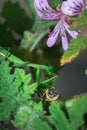 Female Green Praying Mantis eating a honey bee caught on a green leaf Royalty Free Stock Photo