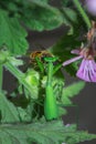 Female Green Praying Mantis eating a honey bee caught on a green leaf Royalty Free Stock Photo