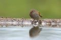 Female Green winged pytilia, South Africa Royalty Free Stock Photo