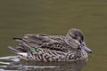 A Female Green-winged Teal, Anas carolinensis, on the water Royalty Free Stock Photo