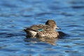 Female Green Winged Teal Royalty Free Stock Photo