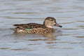 Female Green-winged Teal Royalty Free Stock Photo