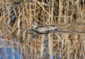 Female Green-winged Teal, well-camouflaged in reflective waters Royalty Free Stock Photo