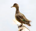 Female Green-winged Teal Duck Isolated on White