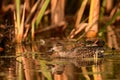 Female Green Winged Teal duck swimming along reeds Royalty Free Stock Photo