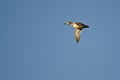 Female Green-Winged Teal Flying in a Blue Sky Royalty Free Stock Photo