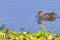 A female green winged teal Royalty Free Stock Photo