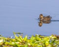 A female green winged teal Royalty Free Stock Photo