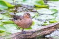 Female Green winged teal resting on one leg in the Beaver marsh.Cuyahoga National Park.Ohio.USA