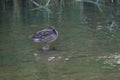 Female Green-winged Teal Royalty Free Stock Photo