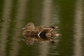 Female Green winged teal is swimming in the lake in summer Royalty Free Stock Photo