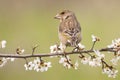 Female Greenfinch Carduelis chloris. The bird sits on a flowering branch, with a feather mite parasite