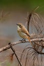 Female Grey Bushchat perching on dried pine tree branch Royalty Free Stock Photo