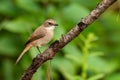 Female Grey Bushchat perching on a perch Royalty Free Stock Photo