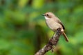 Female Grey Bushchat perching on a perch Royalty Free Stock Photo