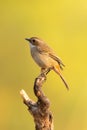 Female Grey Bushchat perching on a perch Royalty Free Stock Photo