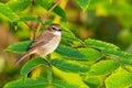 Female Grey Bushchat perching on tree branch Royalty Free Stock Photo