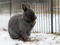 A grey dwarf rabbit cleaning its paw Royalty Free Stock Photo