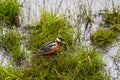 Female Grey Phalarope