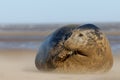 Female Grey Seal Royalty Free Stock Photo