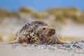 Female Grey seal dunes background Royalty Free Stock Photo